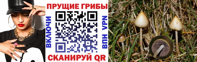 купить наркотики цена Сухой Лог mega Псилоцибиновые грибы мицелий